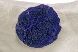 Vibrant Blue Azurite Sun on Siltstone - Australia #218027-1